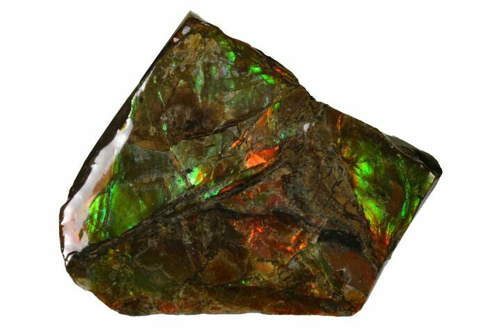 Iridescent Ammolite (Fossil Ammonite Shell) - Alberta, Canada #156725